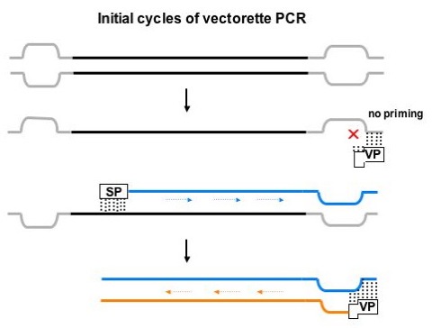 PCR_cycle