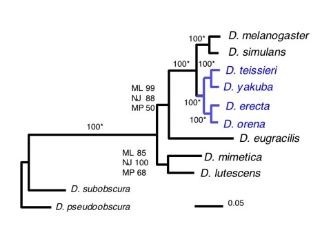 melsub_tree